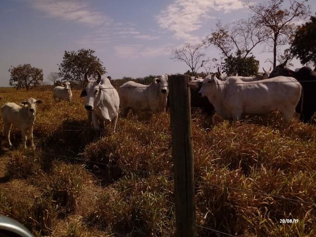 Fazenda abeira do asfalto na estrada da Guia 67 km de Cuiabá - Foto 11