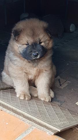 Filhotes Chow Chow - Foto 6