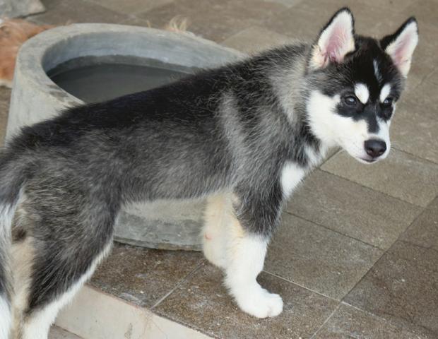 Filhotes de Husky Siberiano com pedigree - Foto 4