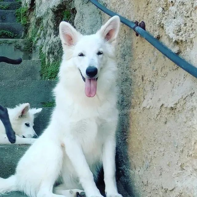 Pastor Branco Suiço - Cachorros e acessórios - Zona Central, Rio Claro  1254406657