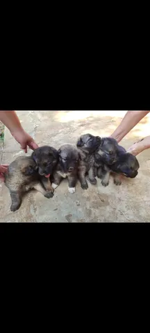 Telefone de Pet Shop Bom Pra Cachorro Vaca Brava - Pet Shop Perto