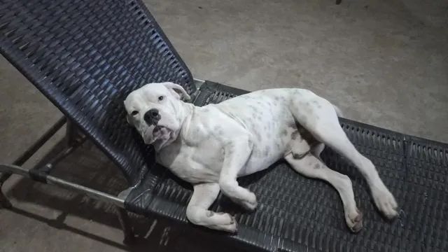 Boxer puro  - Foto 6