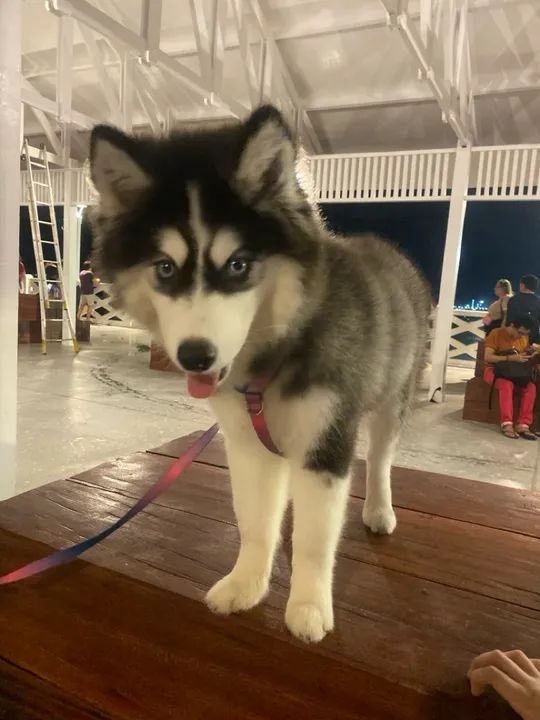 Husky fêmea - Foto 2