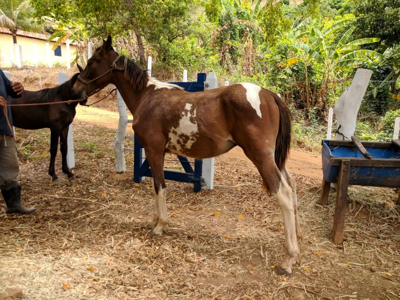 Potro mangalarga  - Foto 2