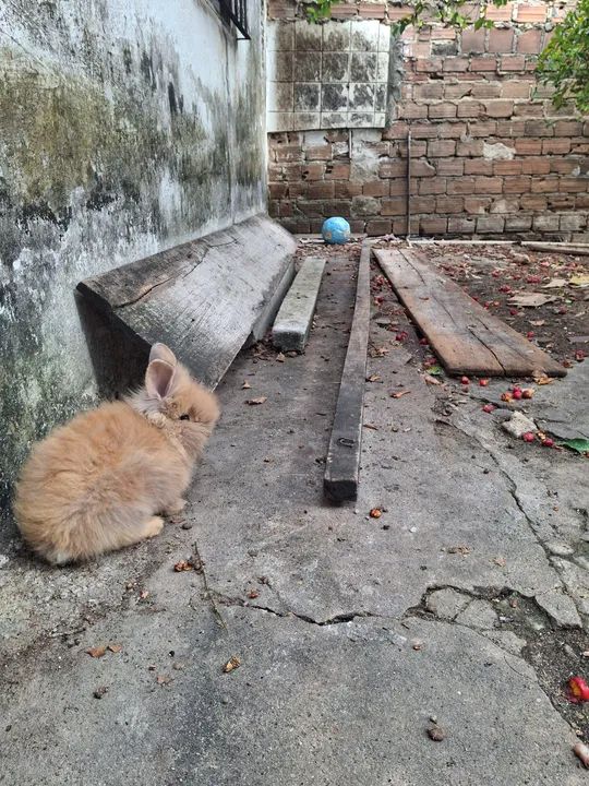 Coelhinhos lion porte médio  - Foto 5