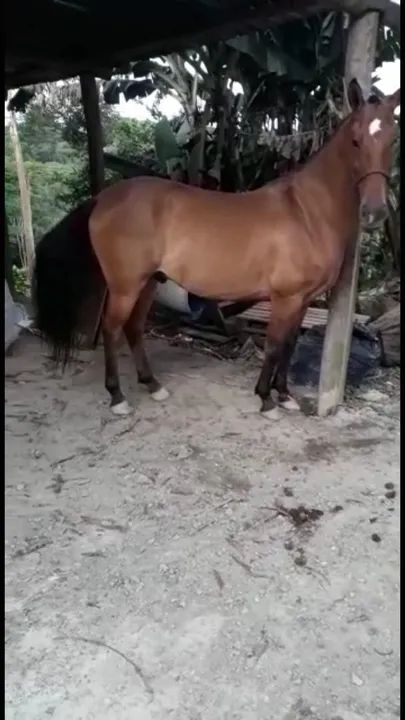 Cavalo Mangolino - Foto 2