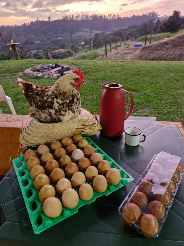 Ovos Caipira Melhorado Galados 