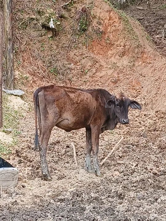 Novilhas fortes e saudáveis 