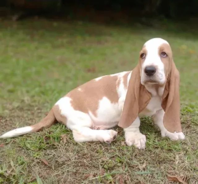 Basset olx sales