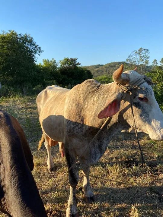 Venda de 03 bois , sendo dois bois adultos e um bezerro - Foto 4