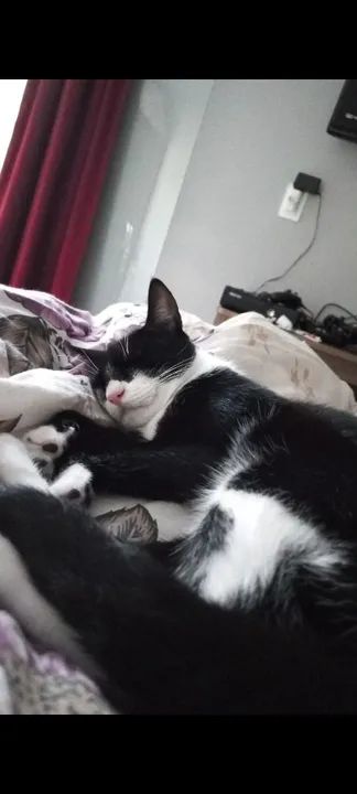 Gato preto e branco/ frajola -para adoção