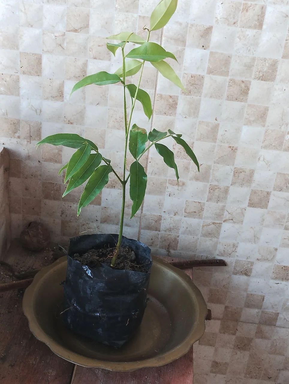 Vendo Cumarú 100 reais a lata de 15 kilos. Muda de cumarú 15reais a muda. - Foto 5