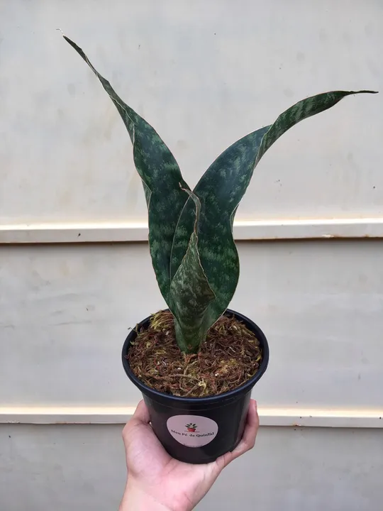 Espada-de-Sao-Jorge ?Vitoria? - vaso pote 15