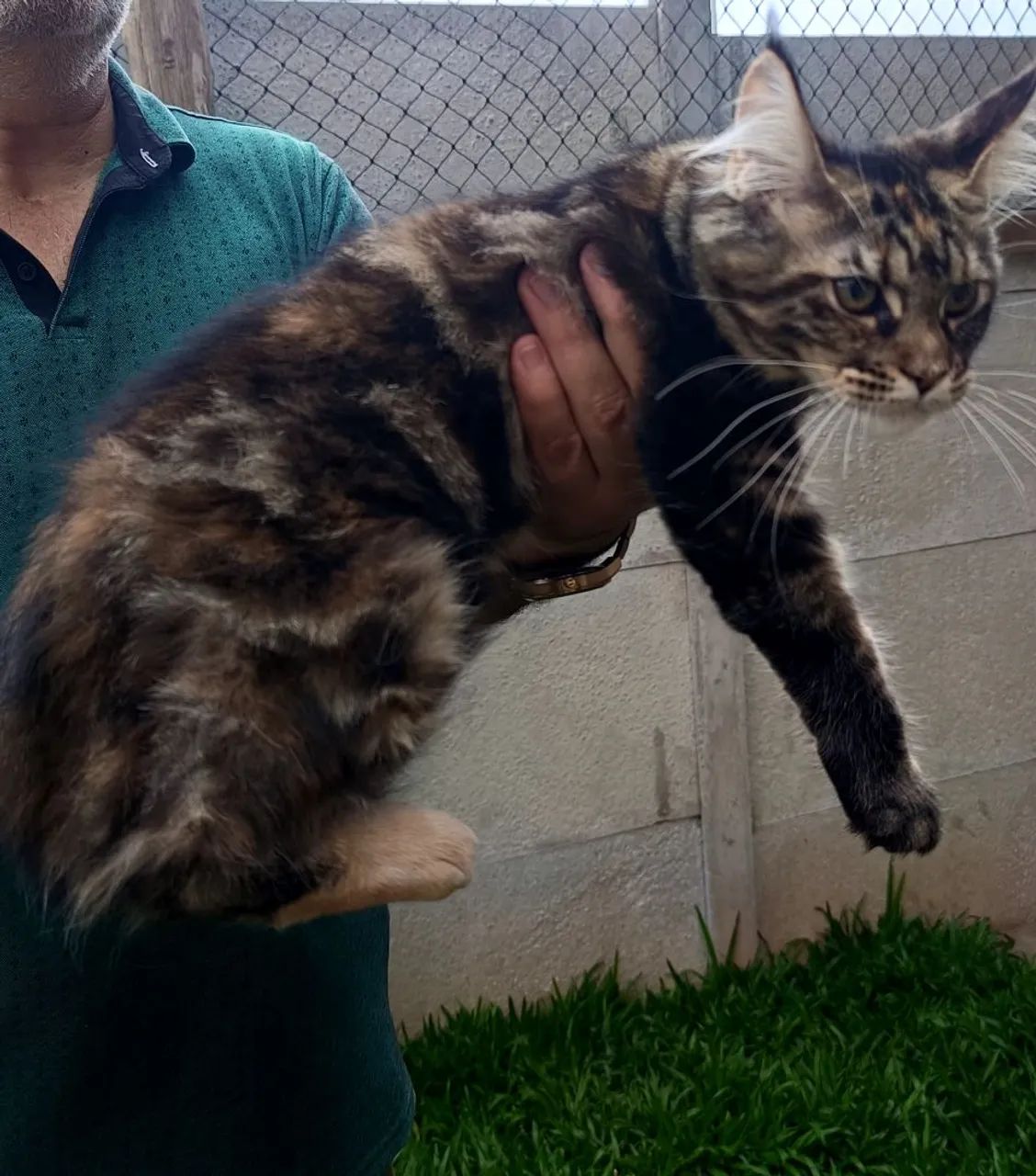 Filhote Maine Coon - Fêmea  - Foto 4