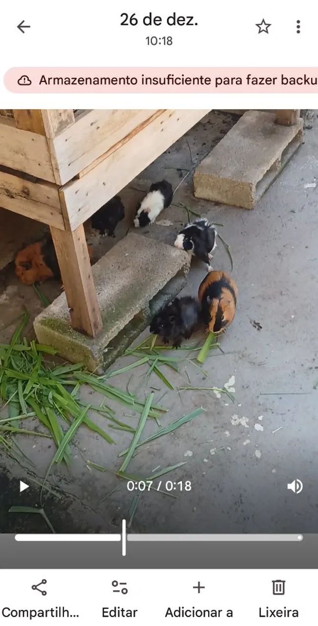 Porquinhos da india macho