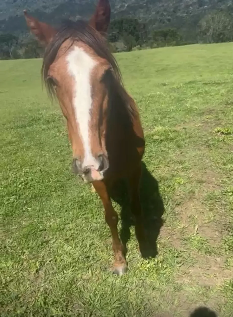 Quarta de milha ( égua)cavalo?