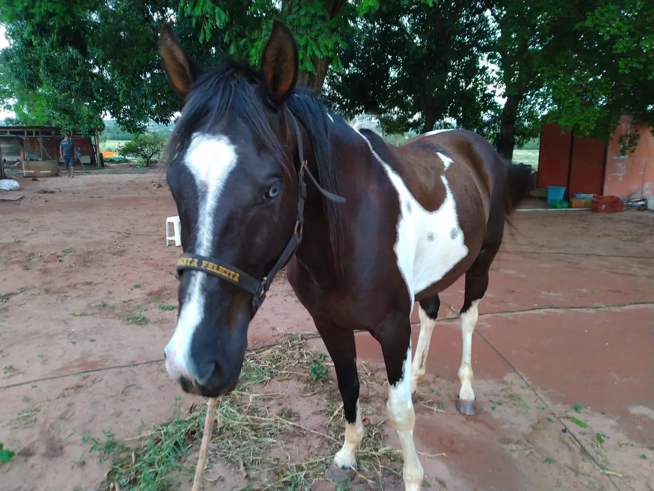 Vende cavalo paint horse - Foto 2