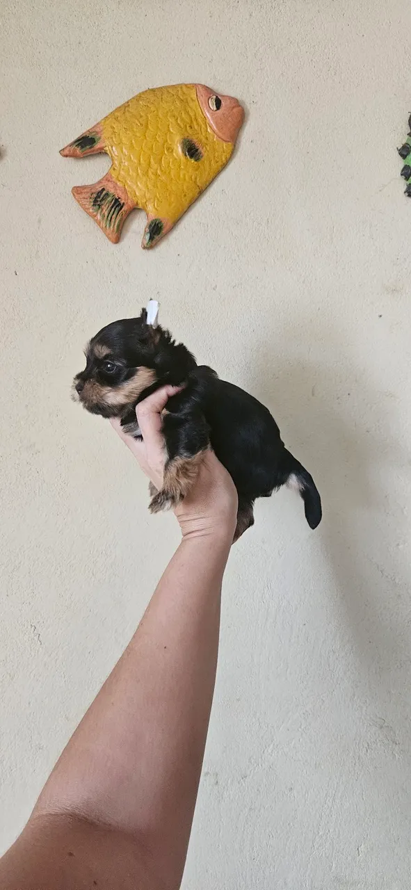 Filhotes de Yorkshire Terrier