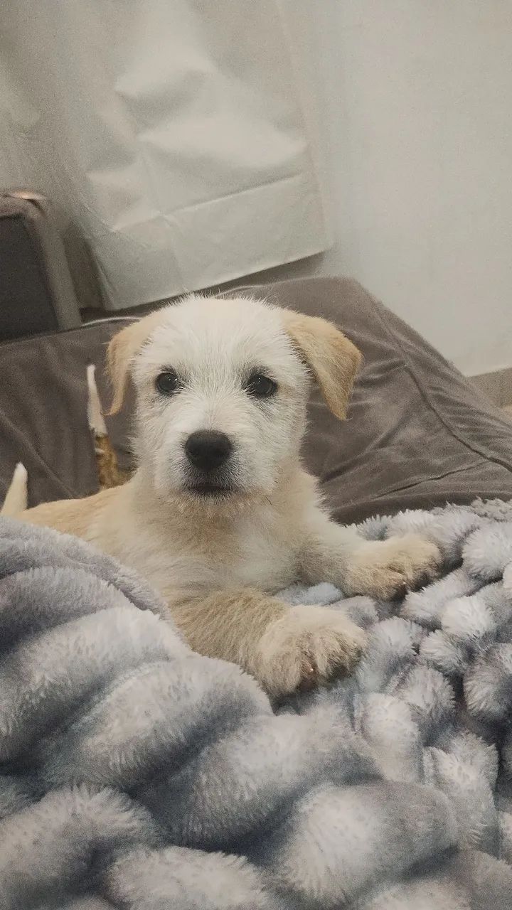 Vendo   urgente filhote  de pastor suíço com SRD R$800 para retirar hoje - Foto 4