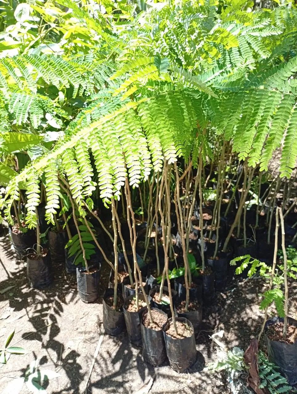 Mudas de Jacarandá 