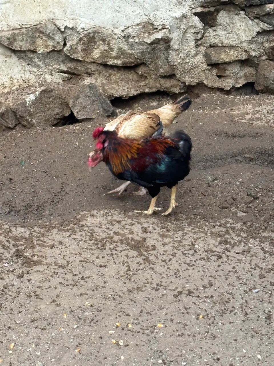 Galo chinês duro - Foto 3