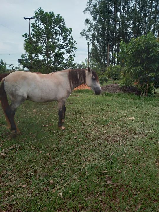 Vendo cavalo  - Foto 3