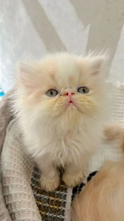 Gatos persas - Foto 2