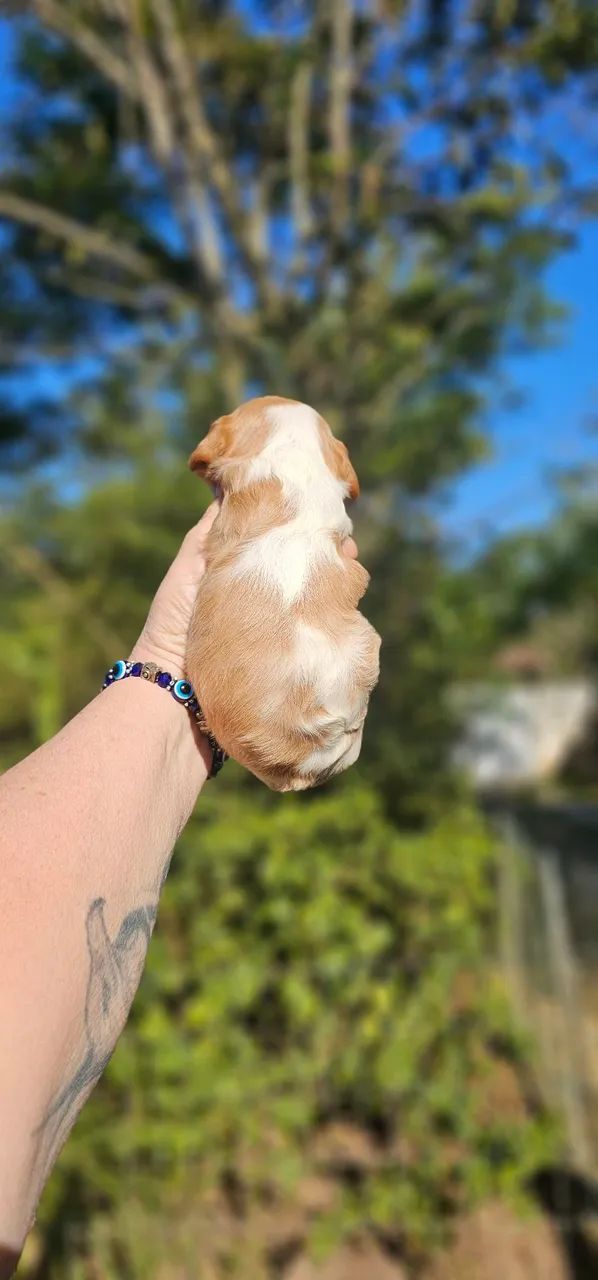 Bonequinha de Luxo - Cavalier - Foto 2