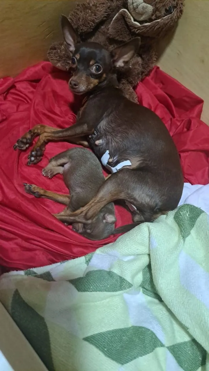 Filhote de Pinscher miniatura macho chocolate disponível