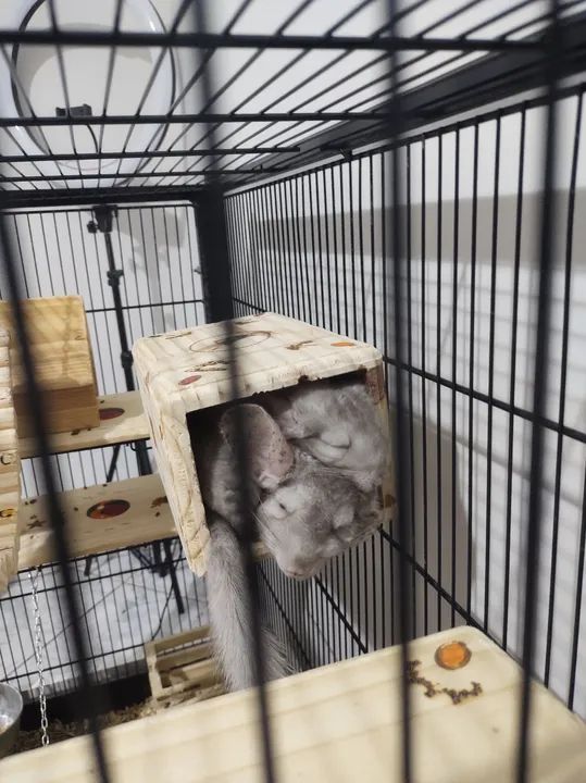 Chinchila + Gaiola  - Foto 6