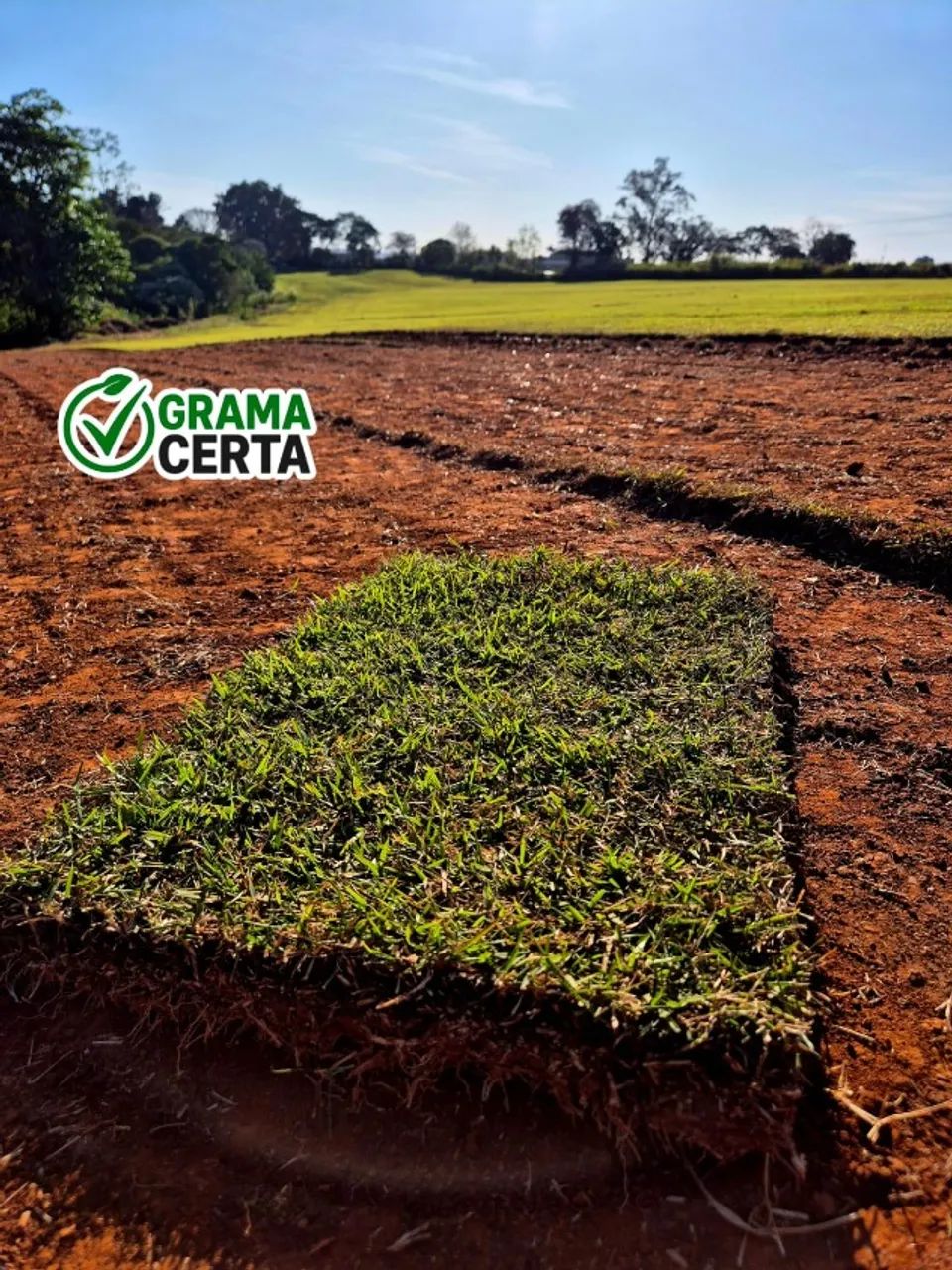 Grama Esmeralda - Campinas e Região - Foto 4
