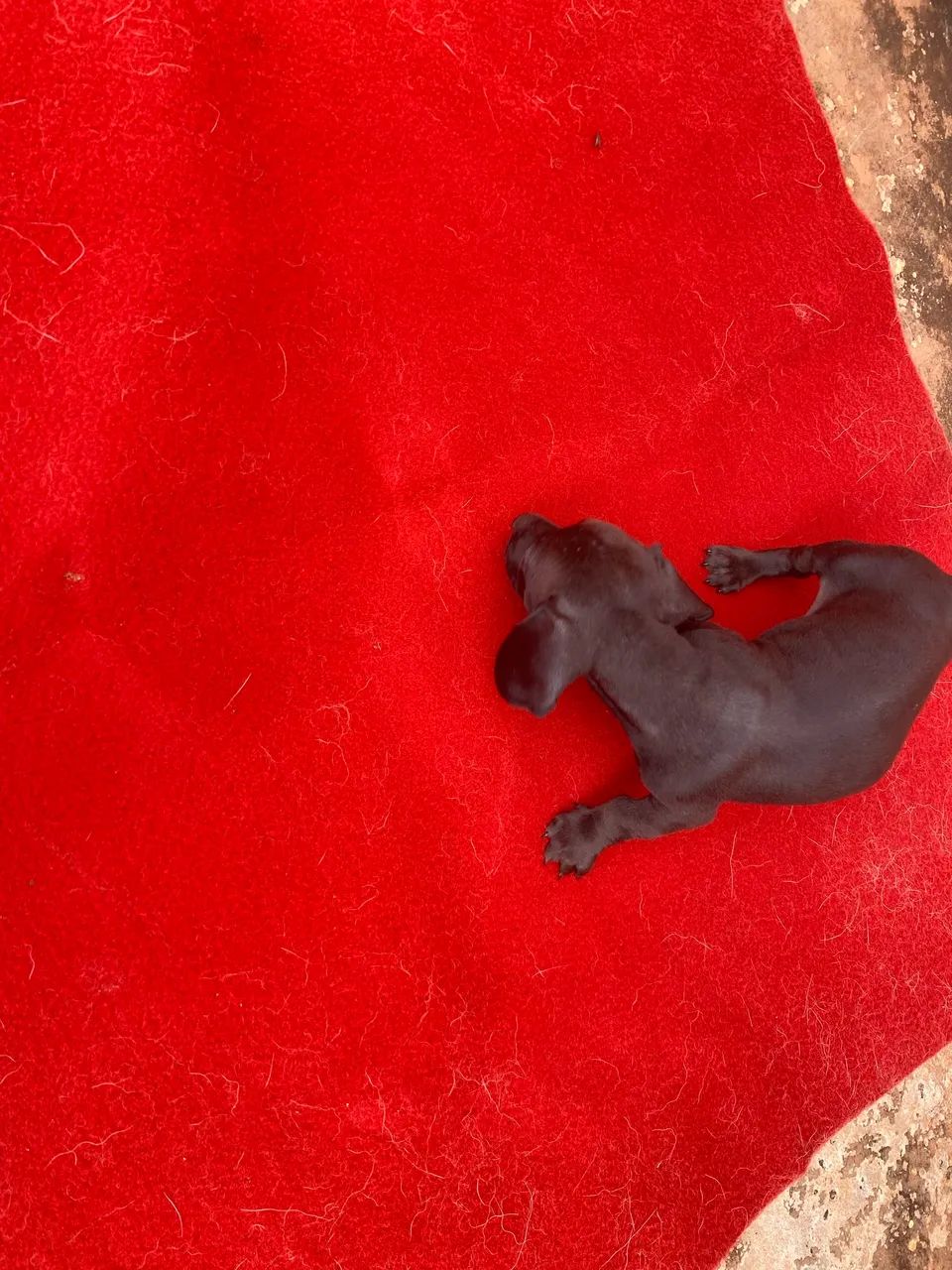 Promoção Cofap macho - Foto 4