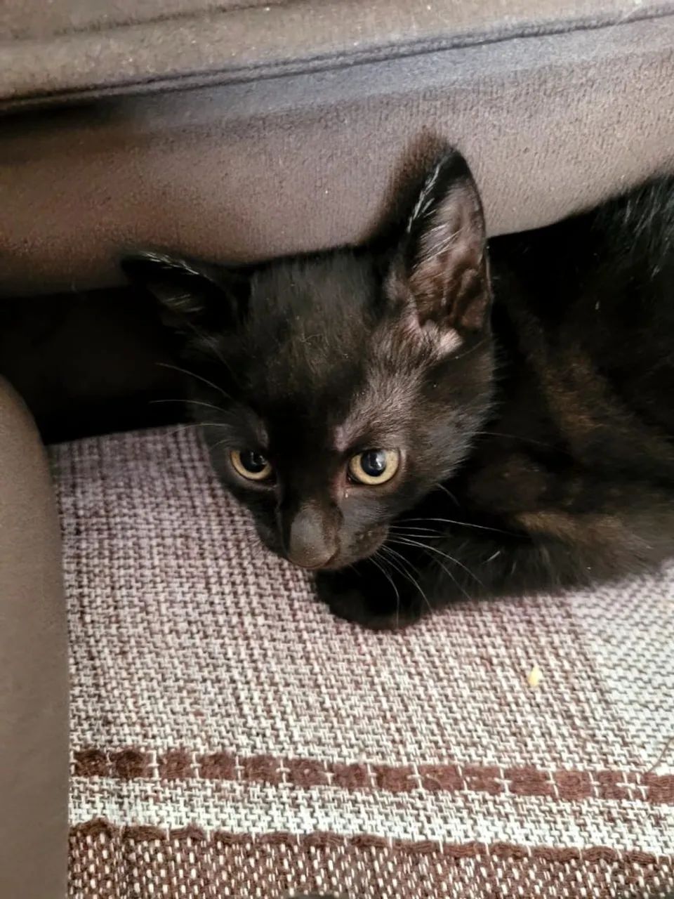 Gatinhos para doação  - Foto 3