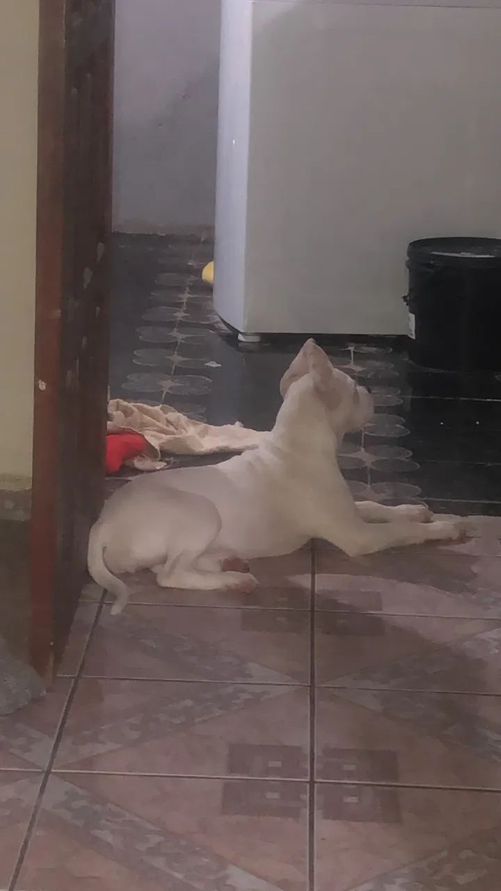 Doação de cachorro Pitbull fêmea 