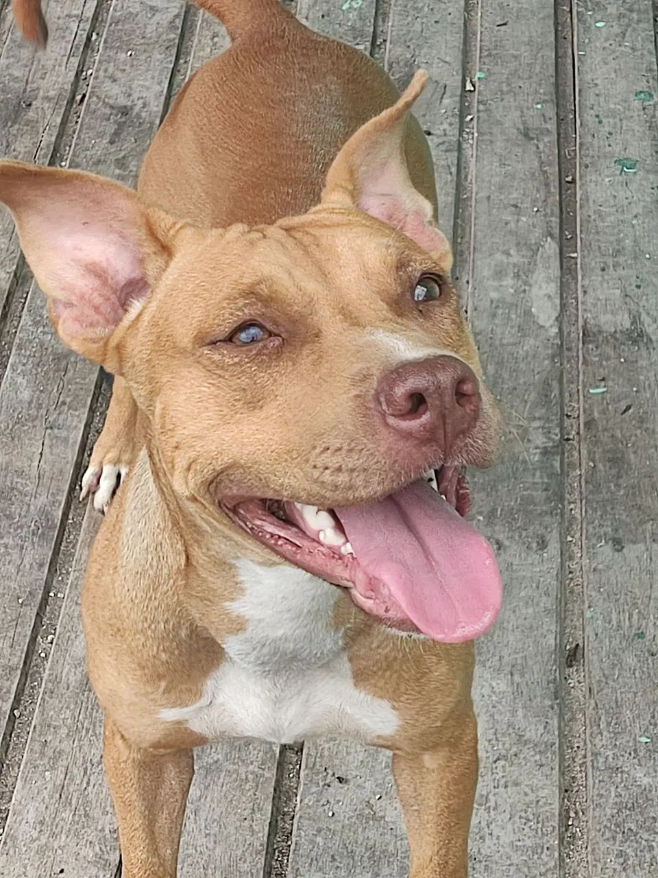 Pitbull disponível para adoção - Foto 4