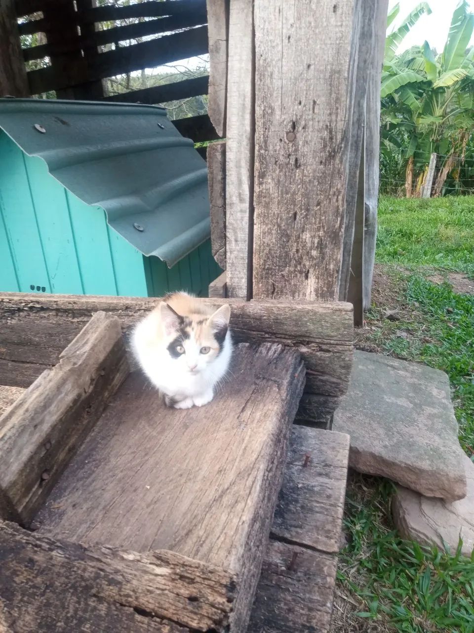 Gatinhas  disponíveis para adoção - Foto 4