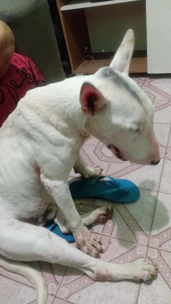 Procura-se uma fêmea de bull terrier - Foto 4