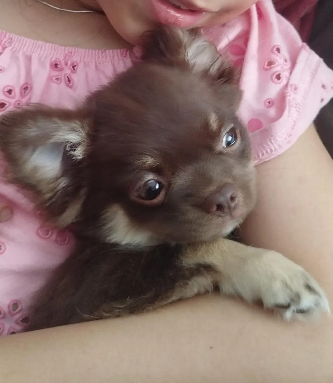 Filhote de Chihuahua