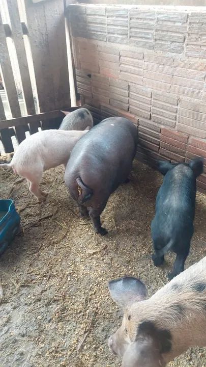 Porcos para venda - Foto 3
