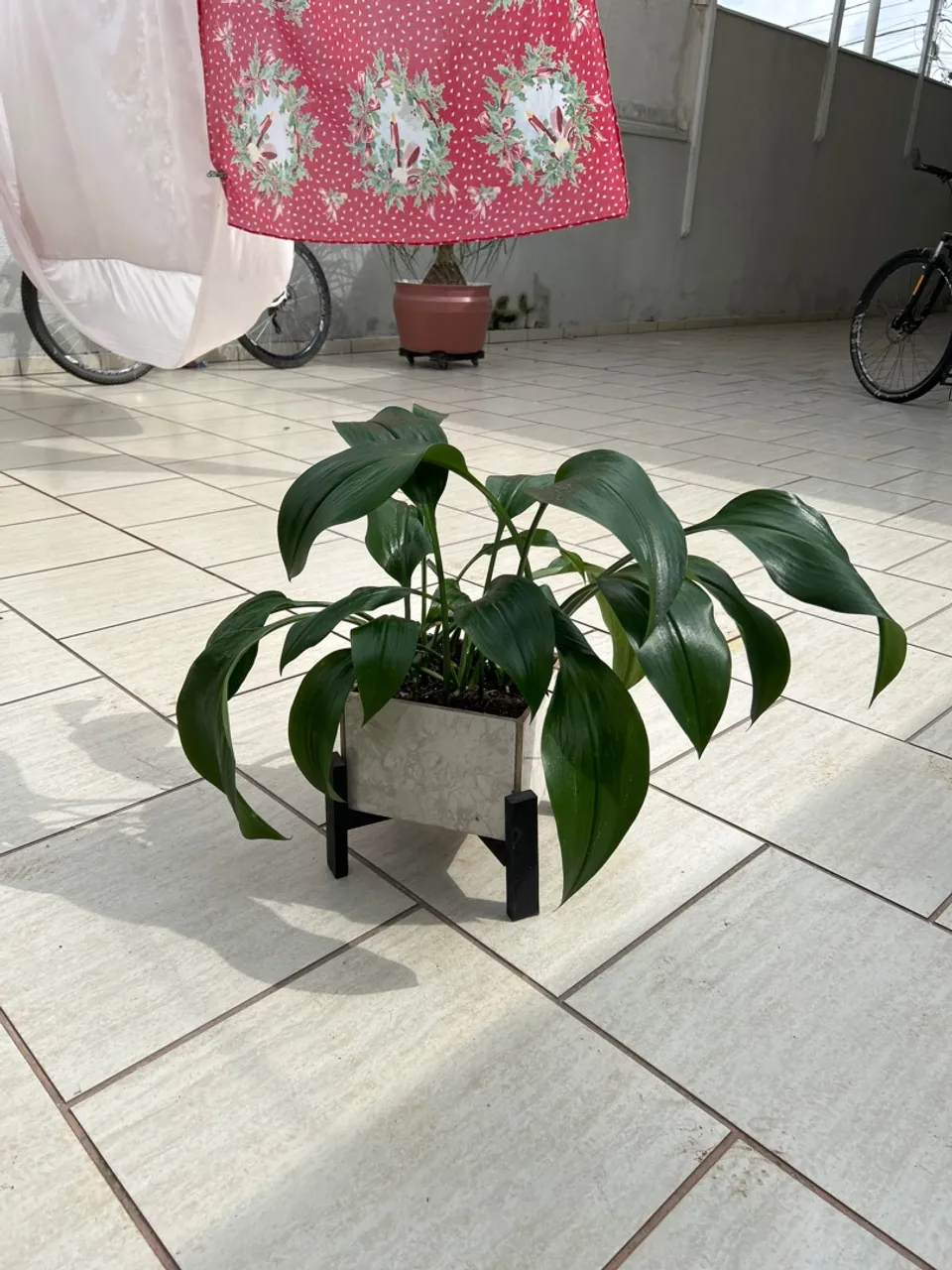 Planta Exuberante em Vaso Moderno