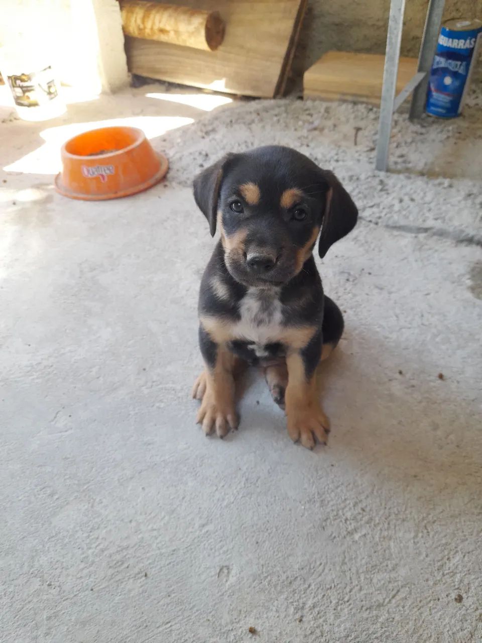 Dois filhotes de cachorro para adoção, observação:eles não são de raça  - Foto 3