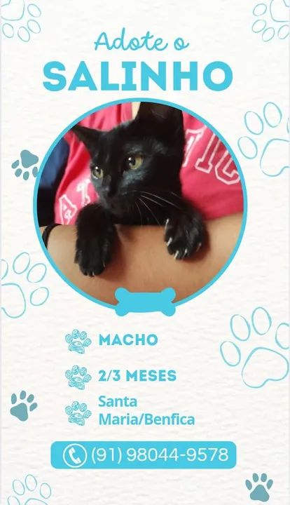 Gatinho preto - Salinho