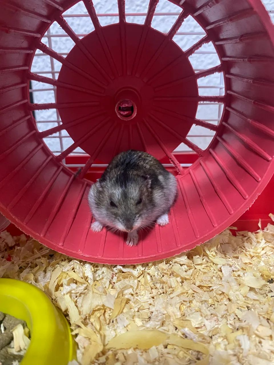 Hamister com gaiola  - Foto 2