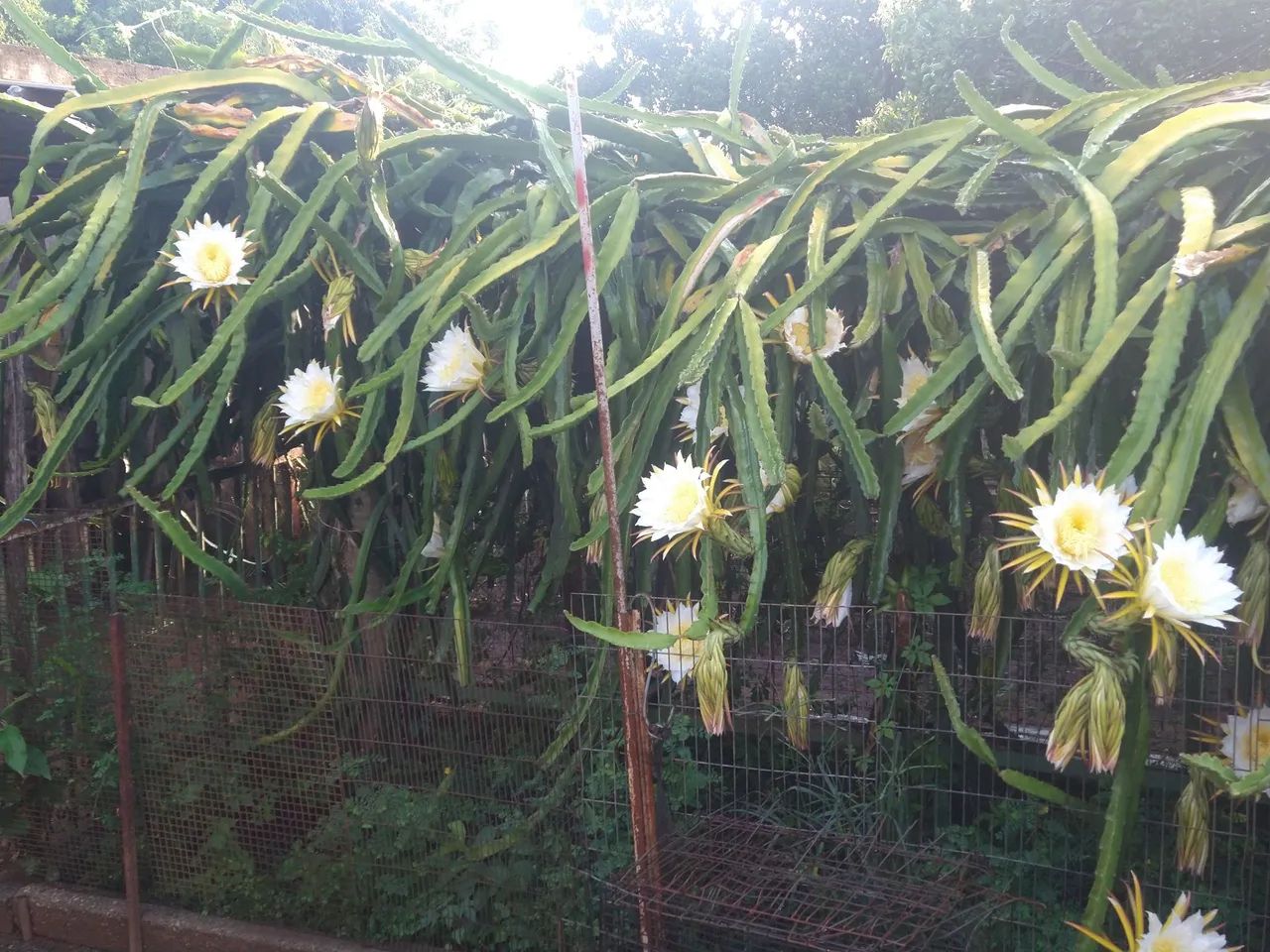 Mudas de pitaya roxa. - Foto 3