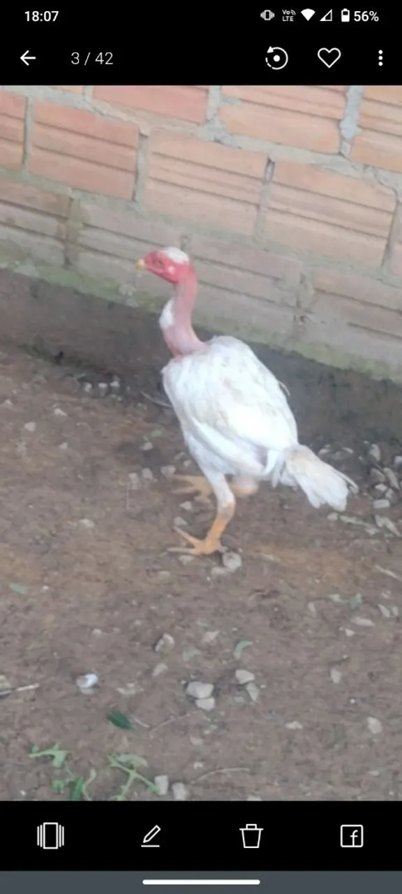 Frango Pescoço Pelado