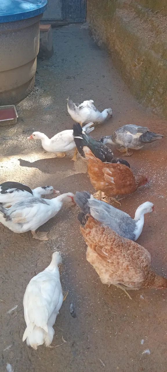 Lindos patos para criação!lote - Foto 2