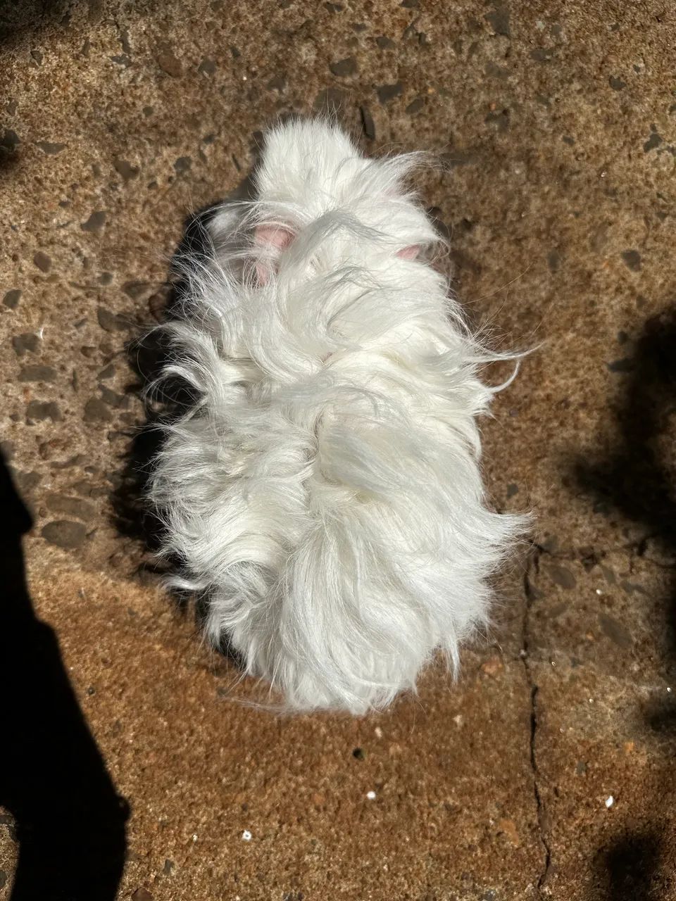 Porquinho da india texel/alpaca pelo longo  - Foto 2