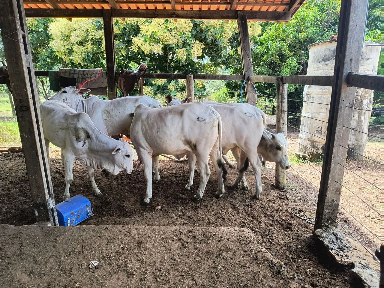 Novilhas Nelore puras  - Foto 3