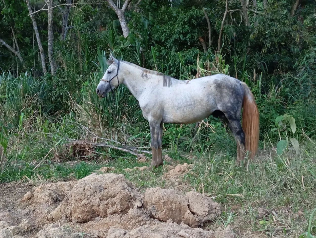 Cavalo cinza com amazona - Foto 3