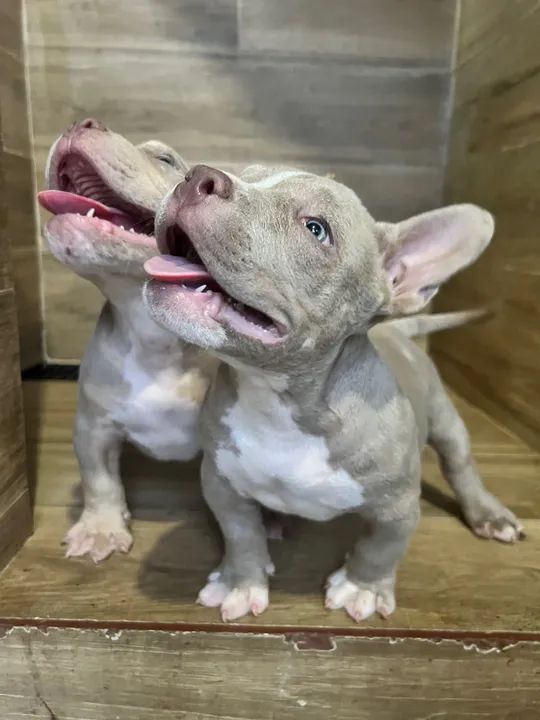 Filhotes American Bully  - Foto 2